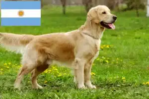 Read more about the article Golden Retriever-opdrættere og hvalpe i Argentina