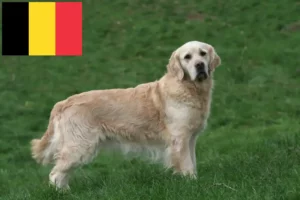 Read more about the article Golden Retriever-opdrættere og hvalpe i Belgien