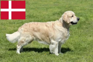 Read more about the article Golden Retriever opdrættere og hvalpe i Danmark