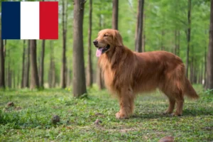 Read more about the article Golden Retriever-opdrættere og hvalpe i Frankrig