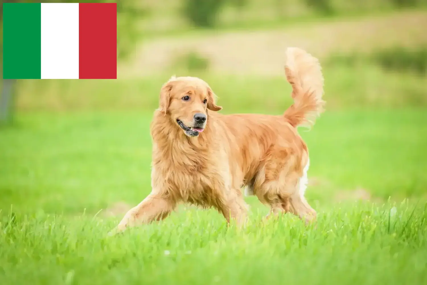 Golden Retriever-hvalpe og opdrættere Italien Her kan du finde Golden Retriever-opdrættere i Italien.