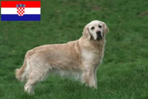 Read more about the article Golden Retriever-opdrættere og hvalpe i Kroatien