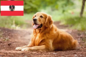 Read more about the article Golden Retriever-opdrættere og hvalpe i Østrig