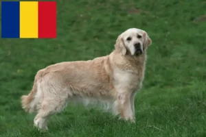 Read more about the article Golden Retriever-opdrættere og hvalpe i Rumænien