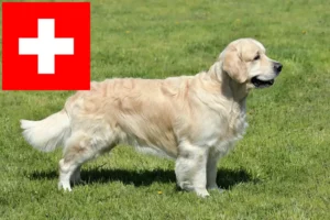 Read more about the article Golden Retriever-opdrættere og hvalpe i Schweiz