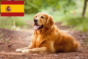 Read more about the article Golden Retriever-opdrættere og hvalpe i Spanien