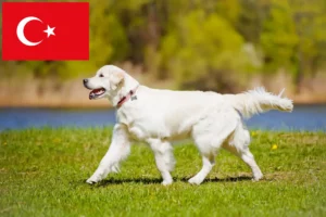 Read more about the article Golden Retriever-opdrættere og -hvalpe i Tyrkiet