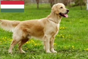 Read more about the article Golden Retriever-opdrættere og hvalpe i Ungarn