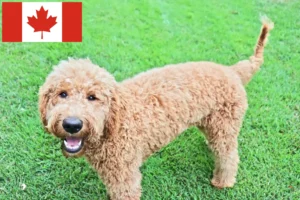 Read more about the article Goldendoodle-opdrættere og hvalpe i Canada
