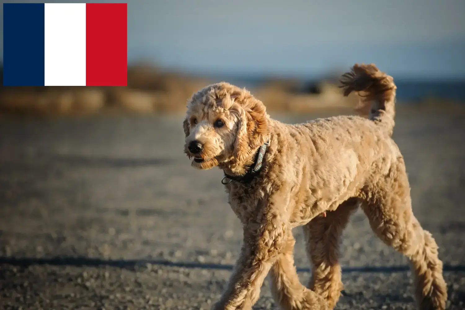Read more about the article Goldendoodle-opdrættere og hvalpe i Frankrig