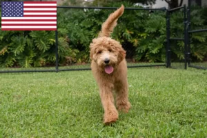 Read more about the article Goldendoodle-opdrættere og hvalpe i USA