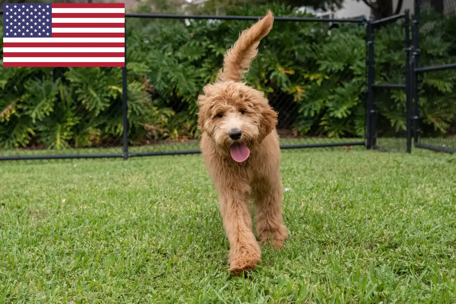 Goldendoodle-hvalpe og opdrættere USA Her kan du finde Goldendoodles-opdrættere i USA.