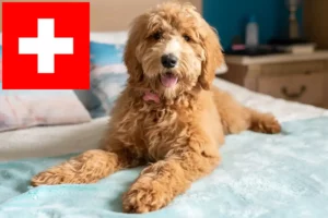 Read more about the article Goldendoodle-opdrættere og hvalpe i Schweiz