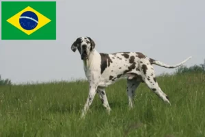 Read more about the article Grand Danois-opdrættere og hvalpe i Brasilien