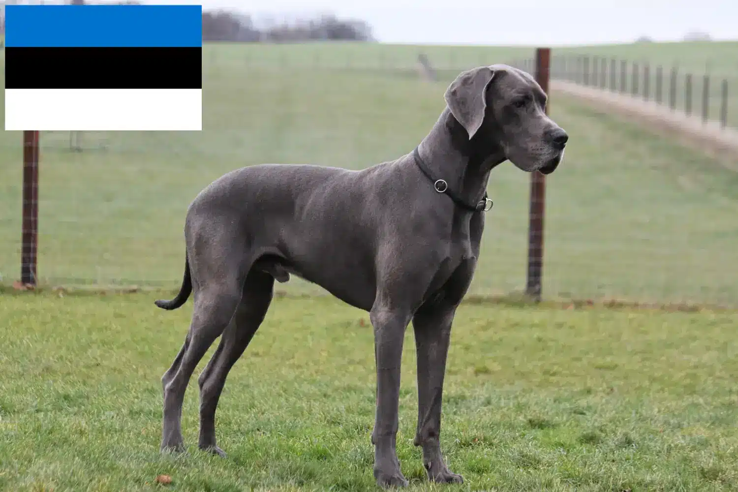 Grand Danois hvalpe og opdrætter Estland Her kan du finde Great Dane-opdrættere i Estland.