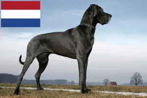 Read more about the article Grand danois opdrættere og hvalpe i Holland