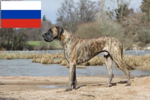 Read more about the article Grand Danois-opdrættere og hvalpe i Rusland