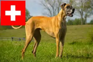 Read more about the article Grand danois opdrættere og hvalpe i Schweiz