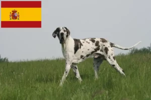 Read more about the article Grand Danois-opdrættere og hvalpe i Spanien