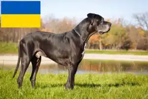 Read more about the article Grand danois opdrættere og hvalpe i Ukraine
