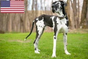 Read more about the article Grand Danois opdrættere og hvalpe i USA