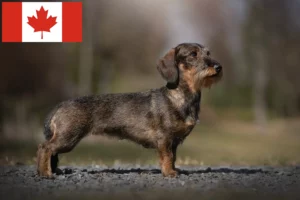Read more about the article Gravhundeopdrættere og hvalpe i Canada