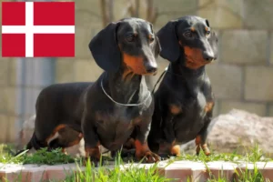 Read more about the article Gravhundeopdrættere og hvalpe i Danmark