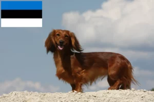 Read more about the article Gravhundeopdrættere og hvalpe i Estland