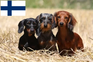 Read more about the article Gravhundeopdrættere og hvalpe i Finland