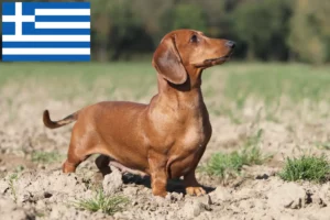 Read more about the article Gravhundeopdrættere og hvalpe i Grækenland