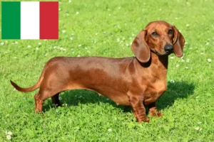 Read more about the article Gravhundeopdrættere og hvalpe i Italien
