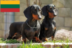 Read more about the article Gravhundeopdrættere og hvalpe i Litauen