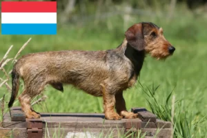 Read more about the article Gravhundeopdrættere og hvalpe i Luxembourg