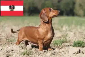 Read more about the article Gravhundeopdrættere og hvalpe i Østrig
