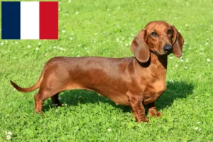 Read more about the article Gravhundeopdrættere og hvalpe på Réunion