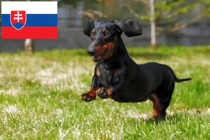 Read more about the article Gravhundeopdrættere og hvalpe i Slovakiet