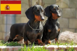 Read more about the article Gravhundeopdrættere og hvalpe i Spanien