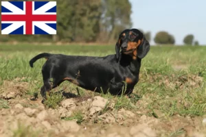 Read more about the article Gravhundeopdrættere og hvalpe i Storbritannien