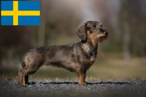 Read more about the article Gravhundeopdrættere og hvalpe i Sverige