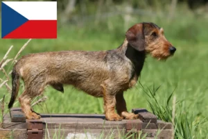 Read more about the article Gravhundeopdrættere og hvalpe i Tjekkiet