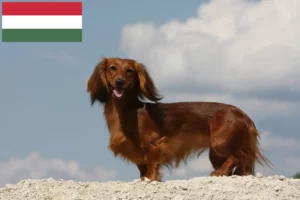Read more about the article Gravhundeopdrættere og hvalpe i Ungarn