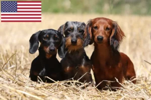 Read more about the article Gravhundeopdrættere og hvalpe i USA