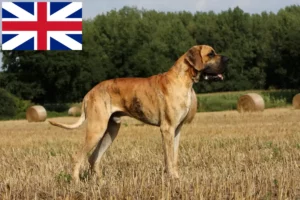 Read more about the article Grand Danois-opdrættere og hvalpe i Storbritannien