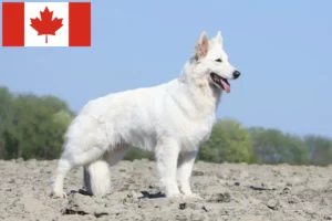 Read more about the article Hvid schweizisk hyrdehundeopdrætter og hvalpe i Canada