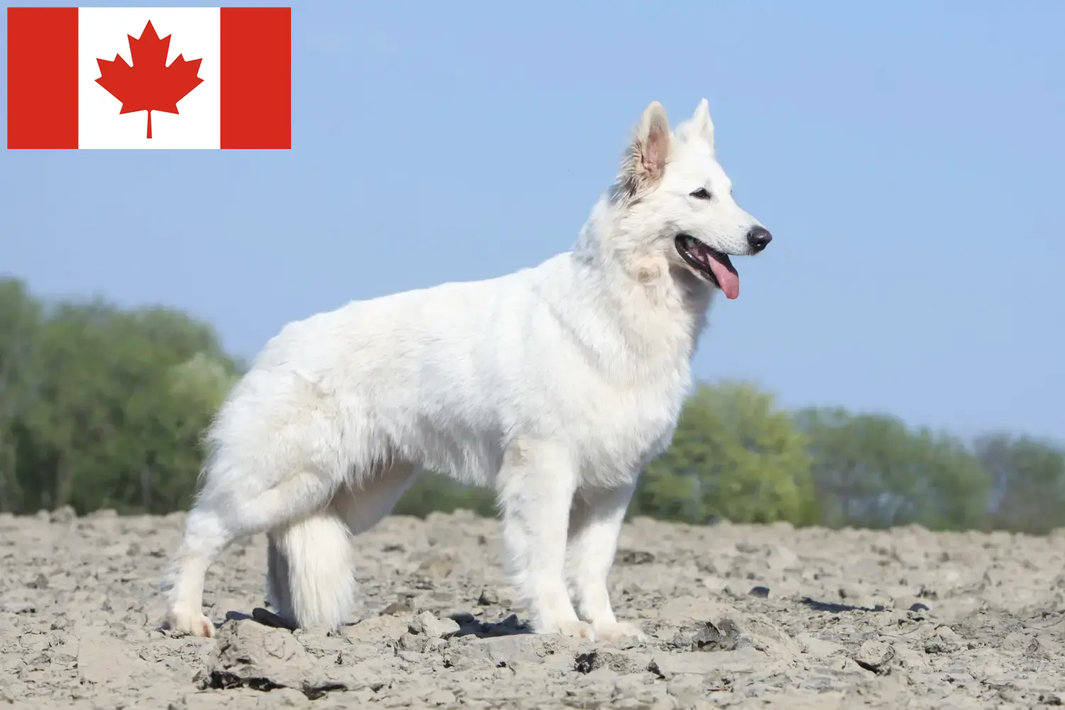 Read more about the article Hvid schweizisk hyrdehundeopdrætter og hvalpe i Canada