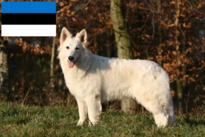 Read more about the article Hvid schweizisk hyrdehundeopdrætter og hvalpe i Estland