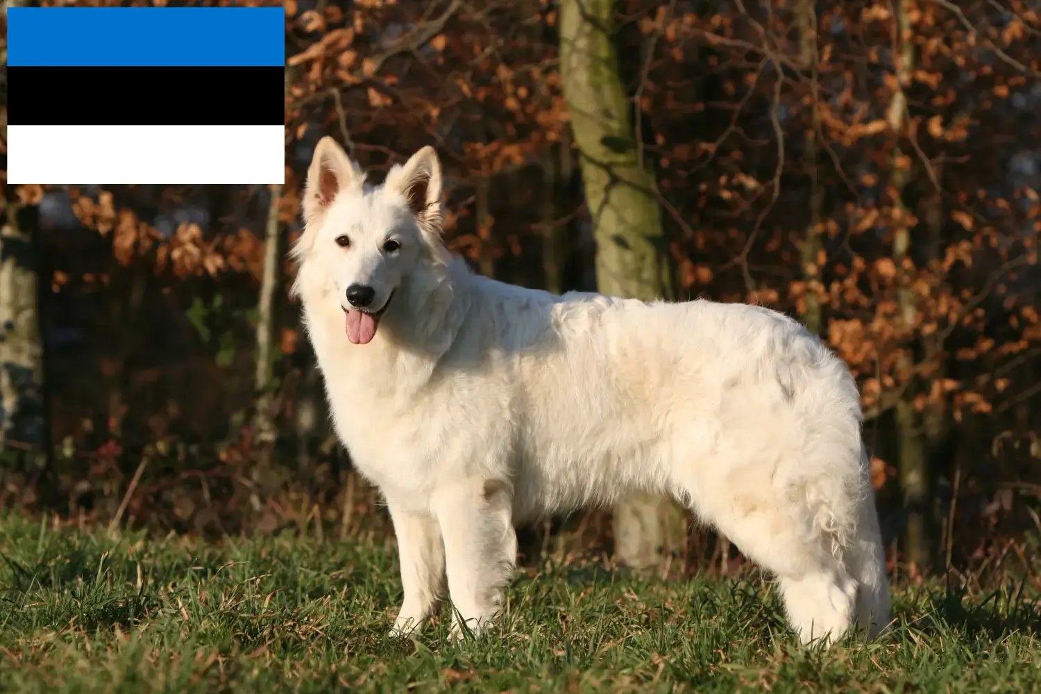 Read more about the article Hvid schweizisk hyrdehundeopdrætter og hvalpe i Estland