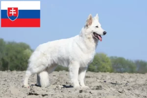 Read more about the article Hvid schweizisk hyrdehundeopdrætter og hvalpe i Slovakiet