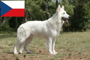 Read more about the article Hvide schweizerhundeopdrættere og hvalpe i Tjekkiet