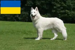 Read more about the article Hvid schweizisk hyrdehundeopdrætter og hvalpe i Ukraine